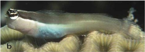 Ecsenius shirleyae